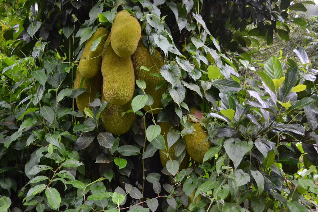 Ferndale Homestay Thekkady Zewnętrze zdjęcie
