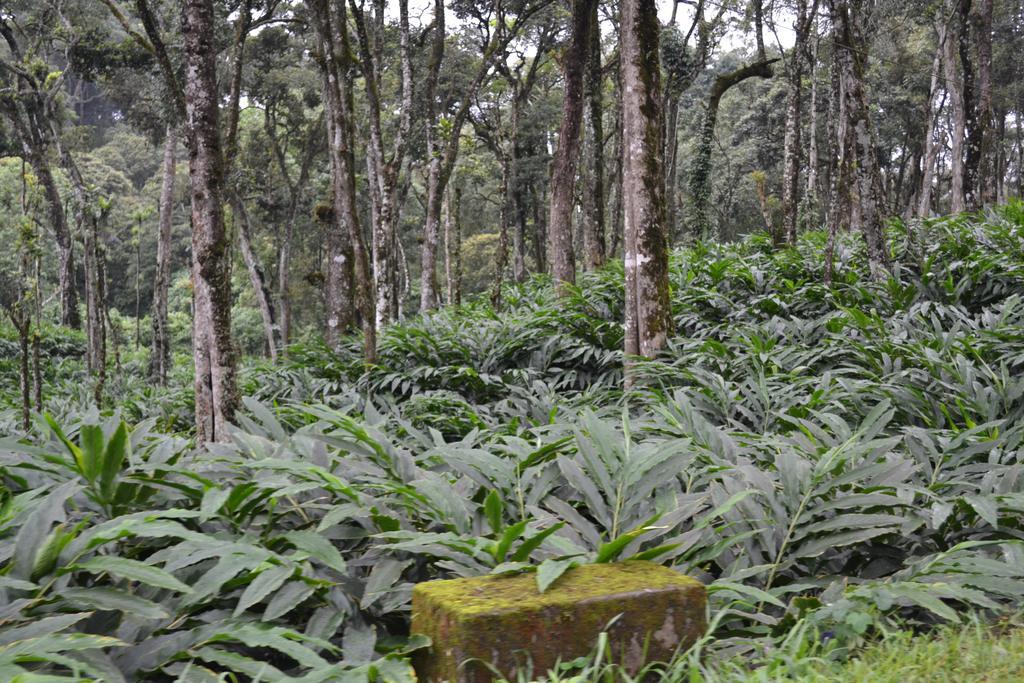 Ferndale Homestay Thekkady Zewnętrze zdjęcie